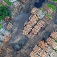 Deforestation Surges in Brazil’s Sensitive Cerrado Region