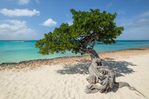 Discover the Paradisiacal Aruba Beaches: 17 Must-Visit Spots for Sun, Sand, and Sea